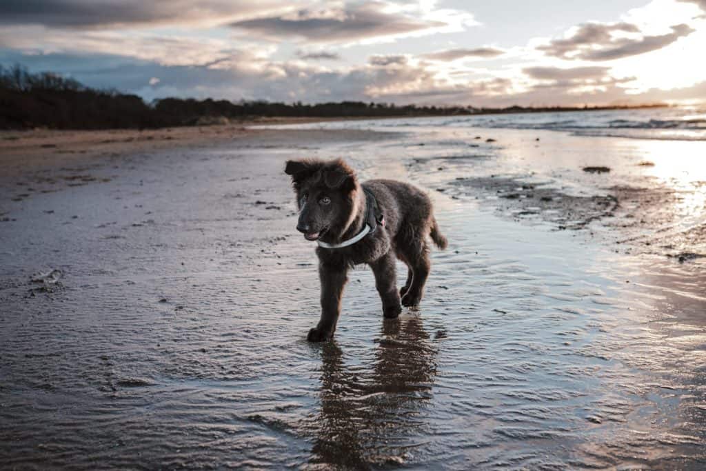 Photos of my German Shepherd puppy
