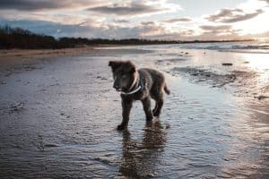 Photos of my German Shepherd puppy
