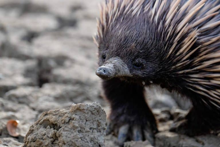 Echidna Looking at the Camera
