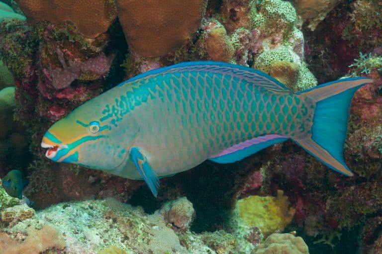 Queen parrotfish, blownose, blue chub, blue parrotfish, blueman, joblin crow parrot, moontail, okra peji or slimy head (Scarus vetula) Bonaire, Leeward Islands