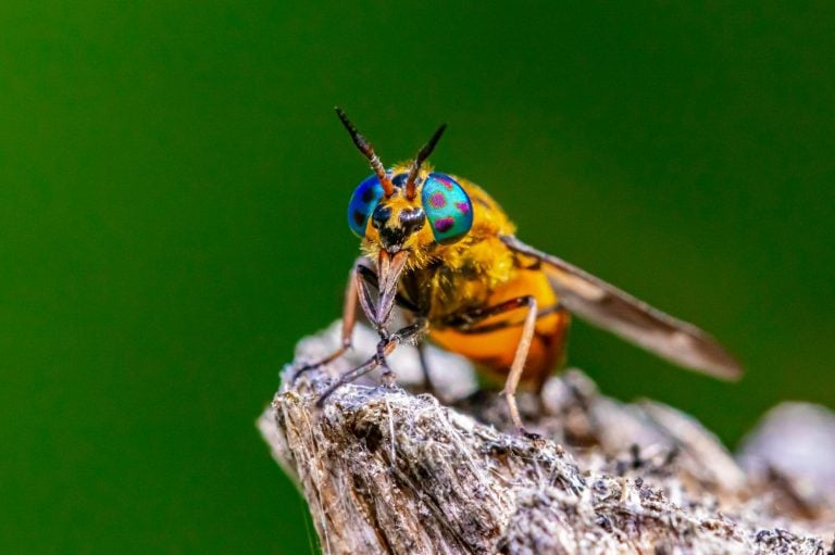 Splayed Deerfly (Chrysops caecutiens) in wild forest