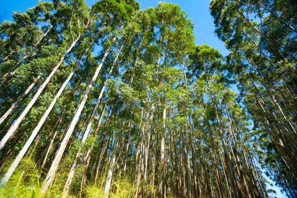 Hamakua Coast tall plantation of eucalyptus trees.