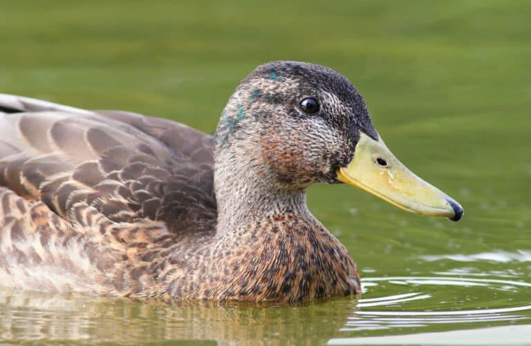 Portrait of a young male mallard (Anas platyrhynchos) in eclipse, molting into breeding plumage. Head feathers changing to a beautiful green color. Close up of a duck in a pond or river or lake.