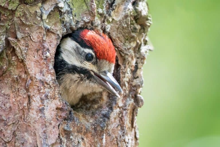A baby woodpecker waiting for its mom for food