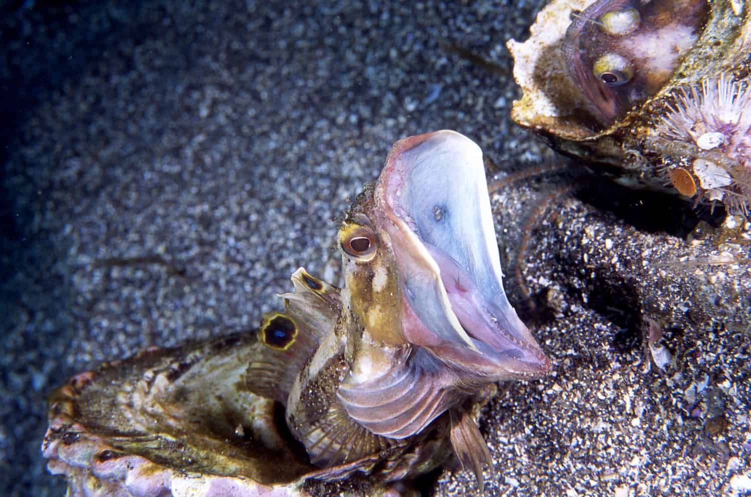 A sarcastic fringehead blenny uses its yawning feature to warn off nearby fringeheads.  This is a territorial display.