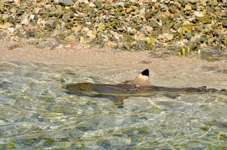 Black tip reef shark in shallow water