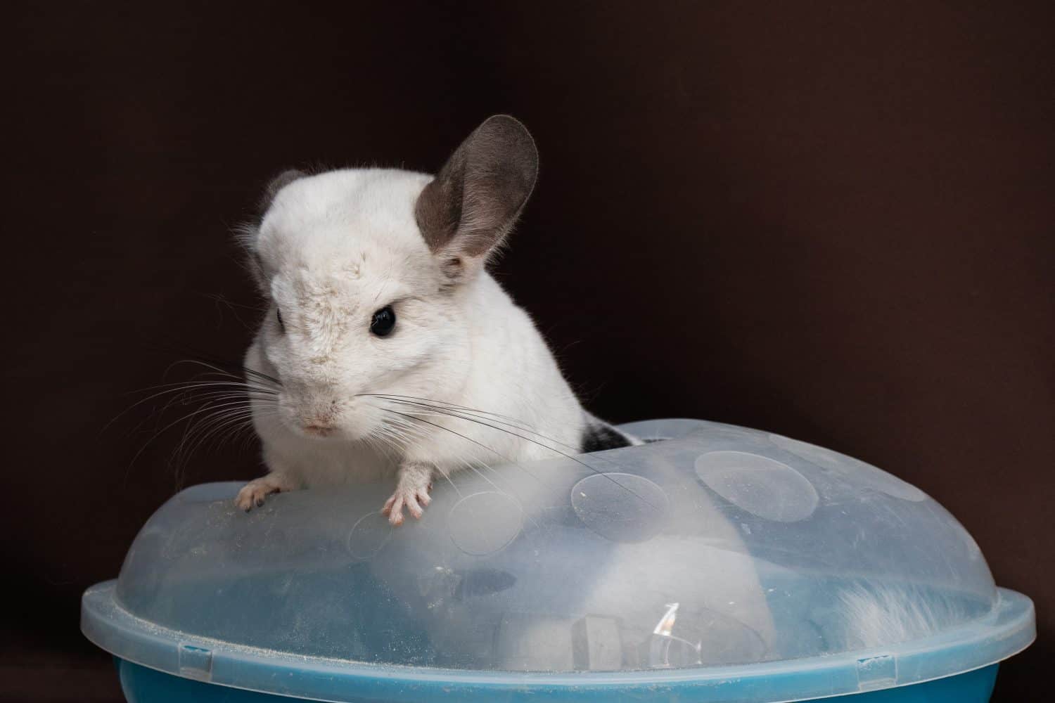 Cute grey chinchilla bathes in a bowl of sand Domesticated long-tailed chinchilla.