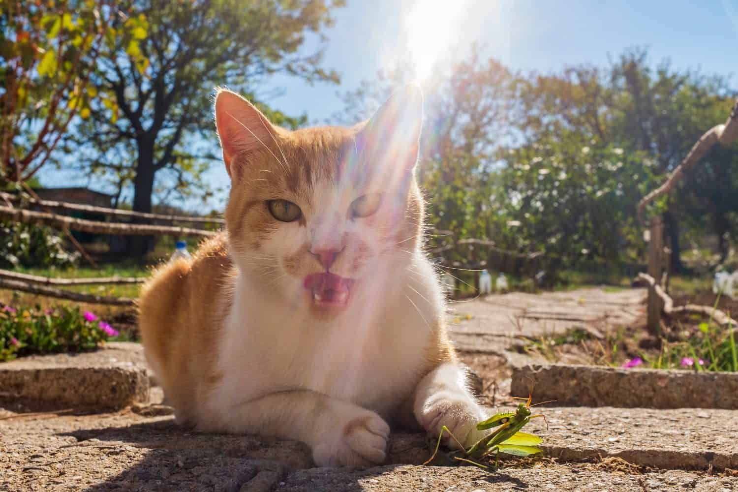 a cat catches and eats a green mantis. an unequal battle between a cat and a mantis.