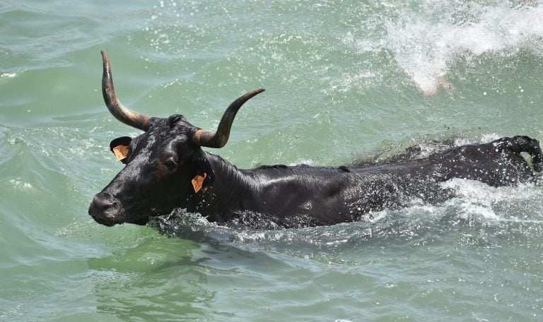 a bull with big horns swimming in a lake in Spain