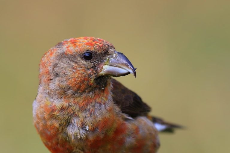 Red Crossbill Loxia curvirostra bird