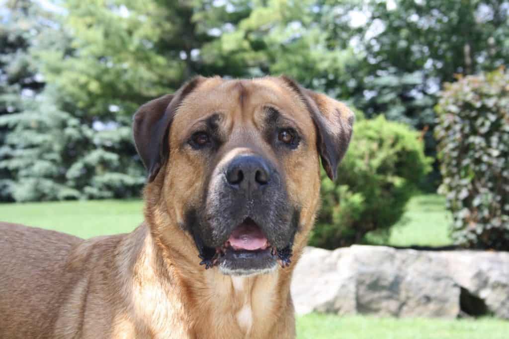 Mastiff mix outdoor head shot