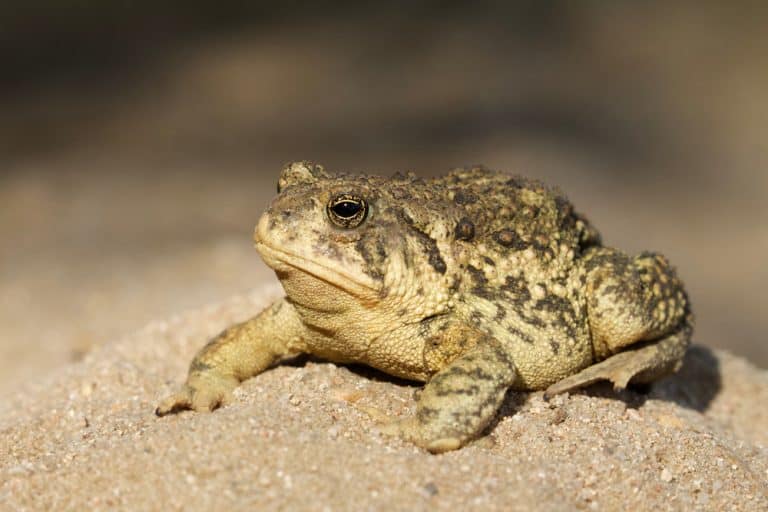 Woodhouse's Toad - detailed close up portrait in a natural setting; suitable for textbook or field guide identification purposes ... scientific name Anaxyrus woodhousii