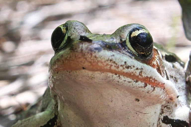 Macro of a woodfrog head and eyes