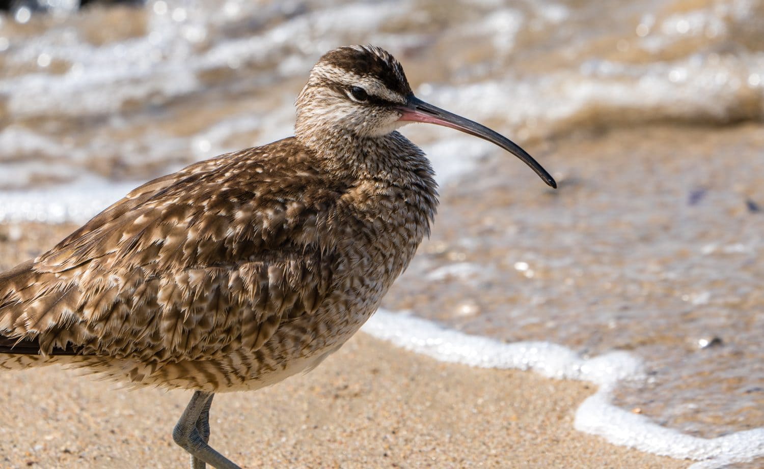 A Whimbrel on the shore of a Southern California beach. It breeds across the arctic and temperate regions of North America and Europe, Asia and Africa.