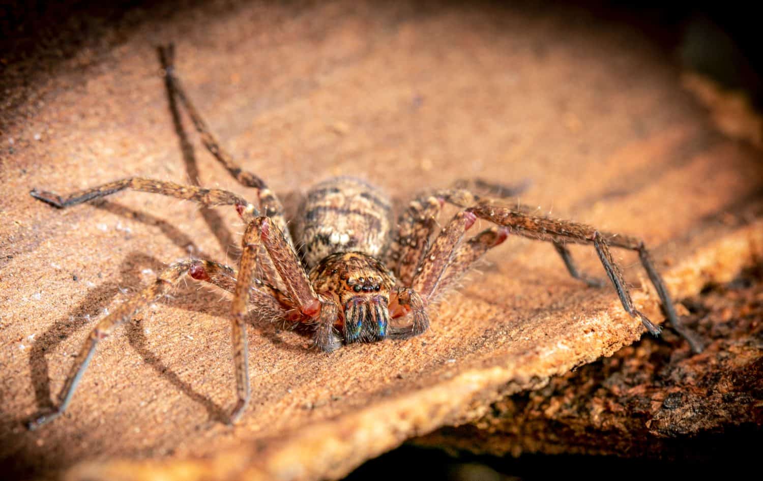 Jungle Huntsman Spider on a tree