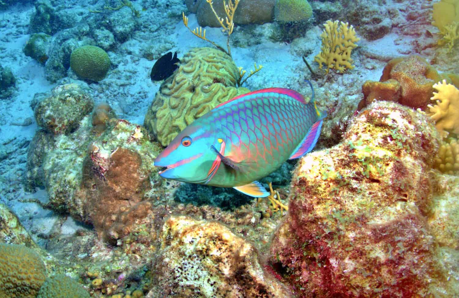 Queen Parrotfish on coral reef