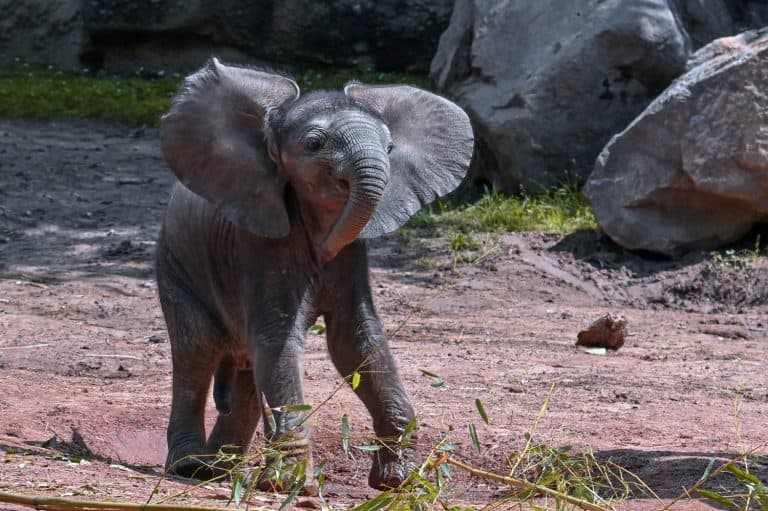 Three weeks old, baby a young African elephant - Loxodonta africana