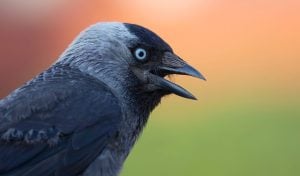 The western jackdaw (Coloeus monedula), also known as the Eurasian jackdaw, the European jackdaw, or simply the jackdaw