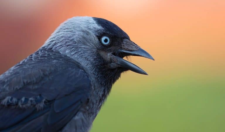 Jackdaw