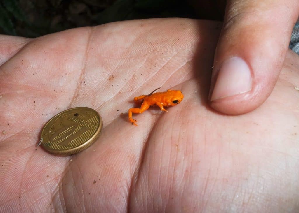 Endemic Pumpkin Toadlet (Brachycephalus alipioi). One of the smallest frog of the Americas.
