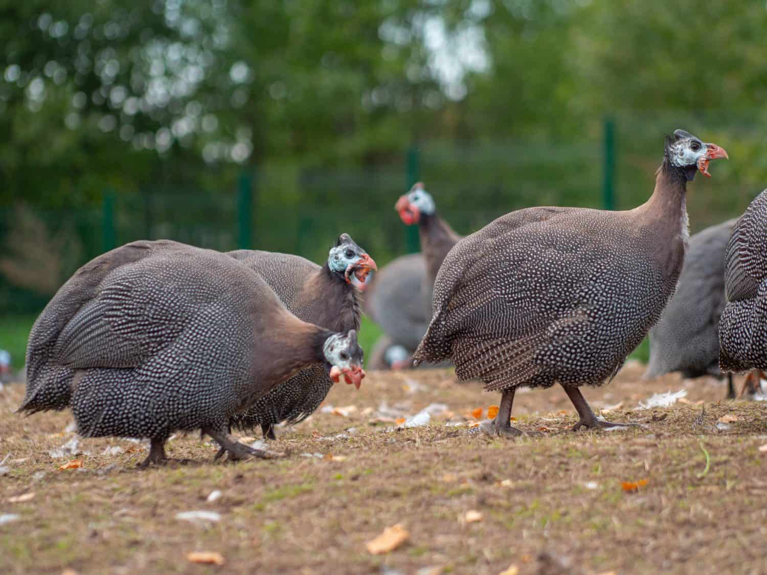 Raising of guinea fowl poultry. Organic guinea fowl. Close-up