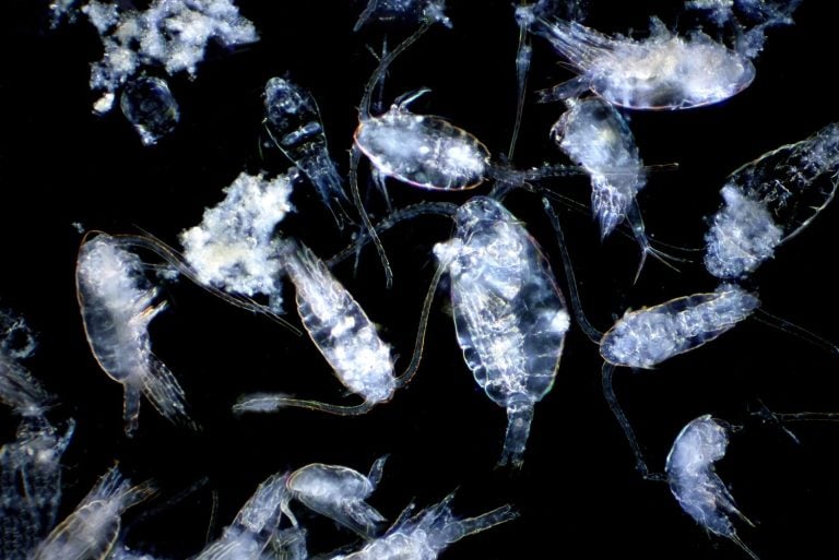 Copepod (Zooplankton) are a group of small crustaceans found in the marine and freshwater habitat.