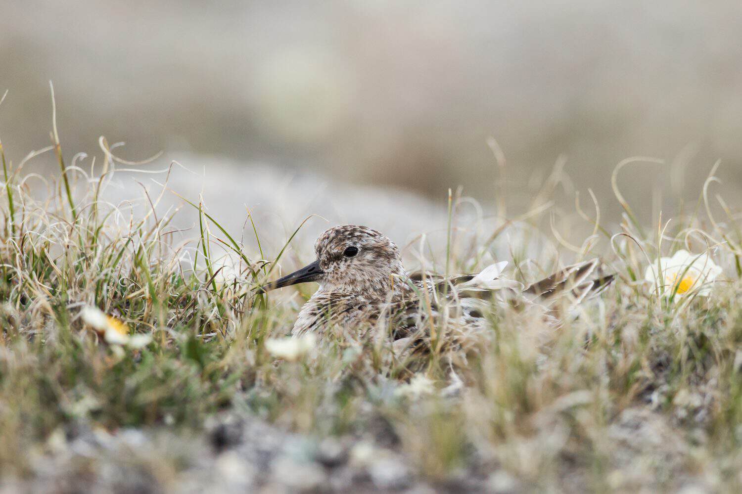 Baird's Sandpiper Calidris bairdii at nest incubating on Baffin Island, Nunavut Canada