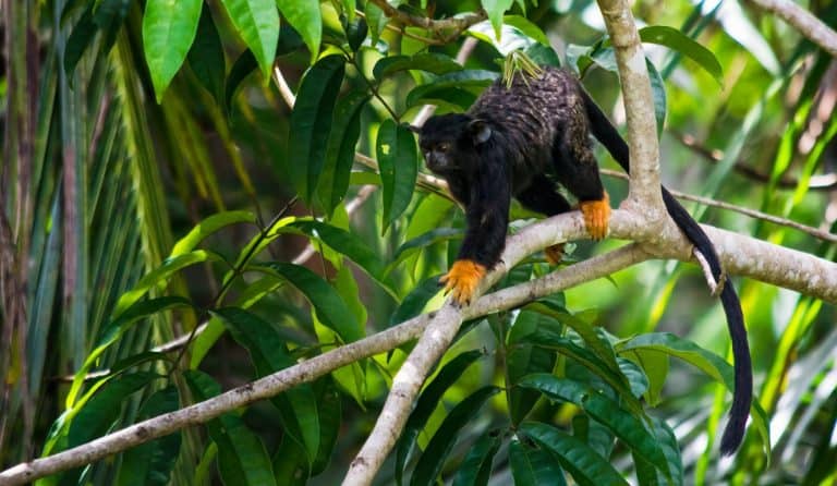 Golden hand tamarin monkey on a tree branch in the amazonian rainforest