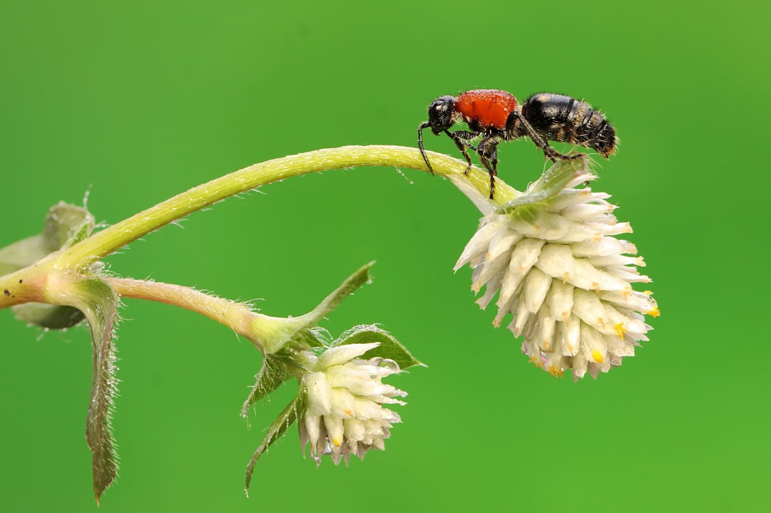 A velvet ant is foraging on a wildflower branch. This insect is actually a wasp from the Mutillidae family. 