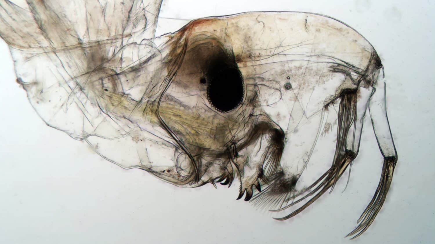 Phantom midge (Chaoborus sp.) larvae under the microscope.