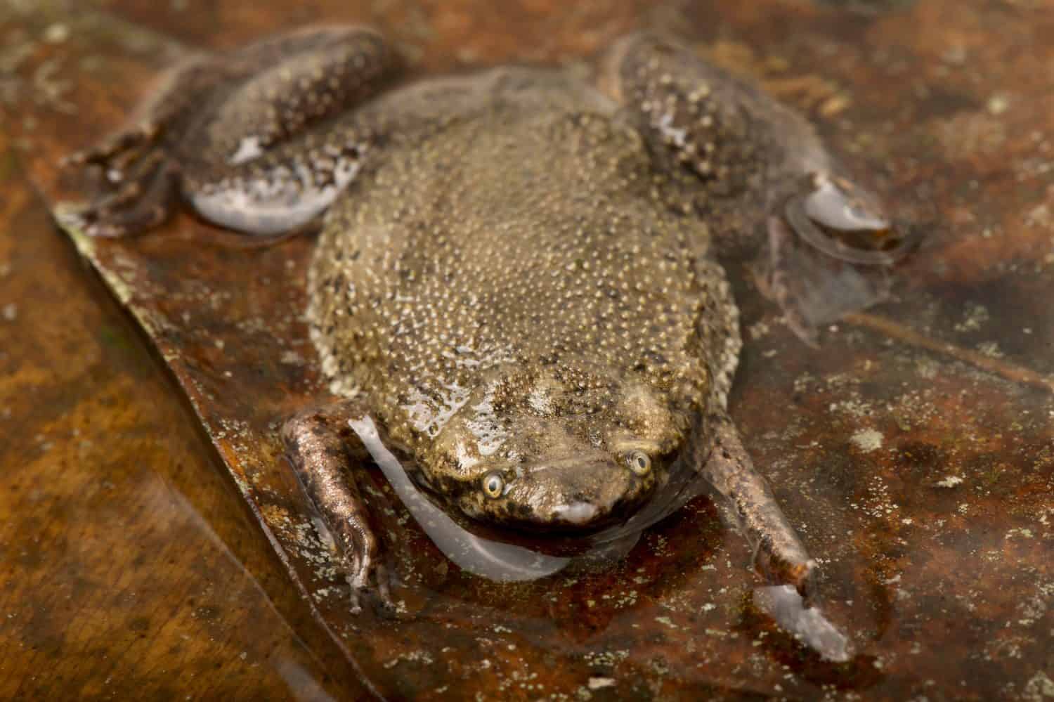 Albina Surinam toad (Pipa aspera)