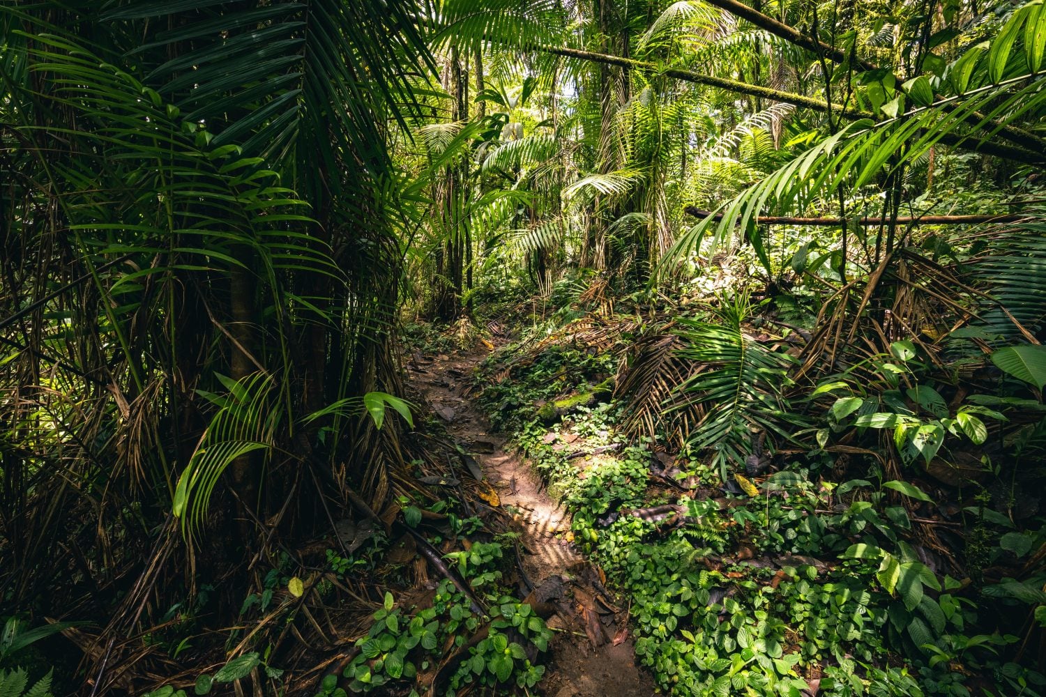 Ecuador Rainforest. Green nature hiking trail path in tropical jungle. Mindo Valley - Nambillo Cloud Forest, Ecuador, Andes. South America.