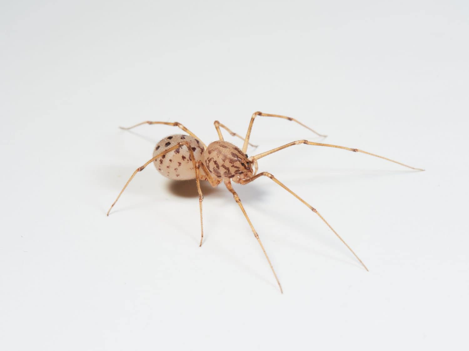 Spitting spider on a white background. Genus Scytodes. 