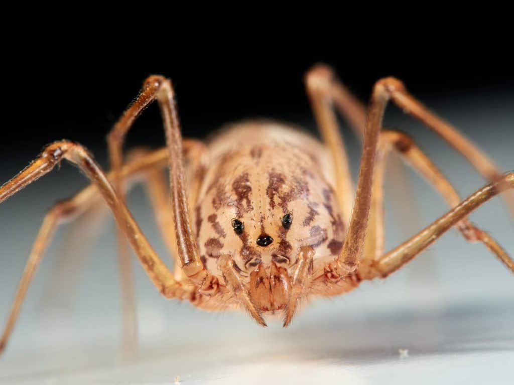 Spitting spider on a white background. Genus Scytodes.