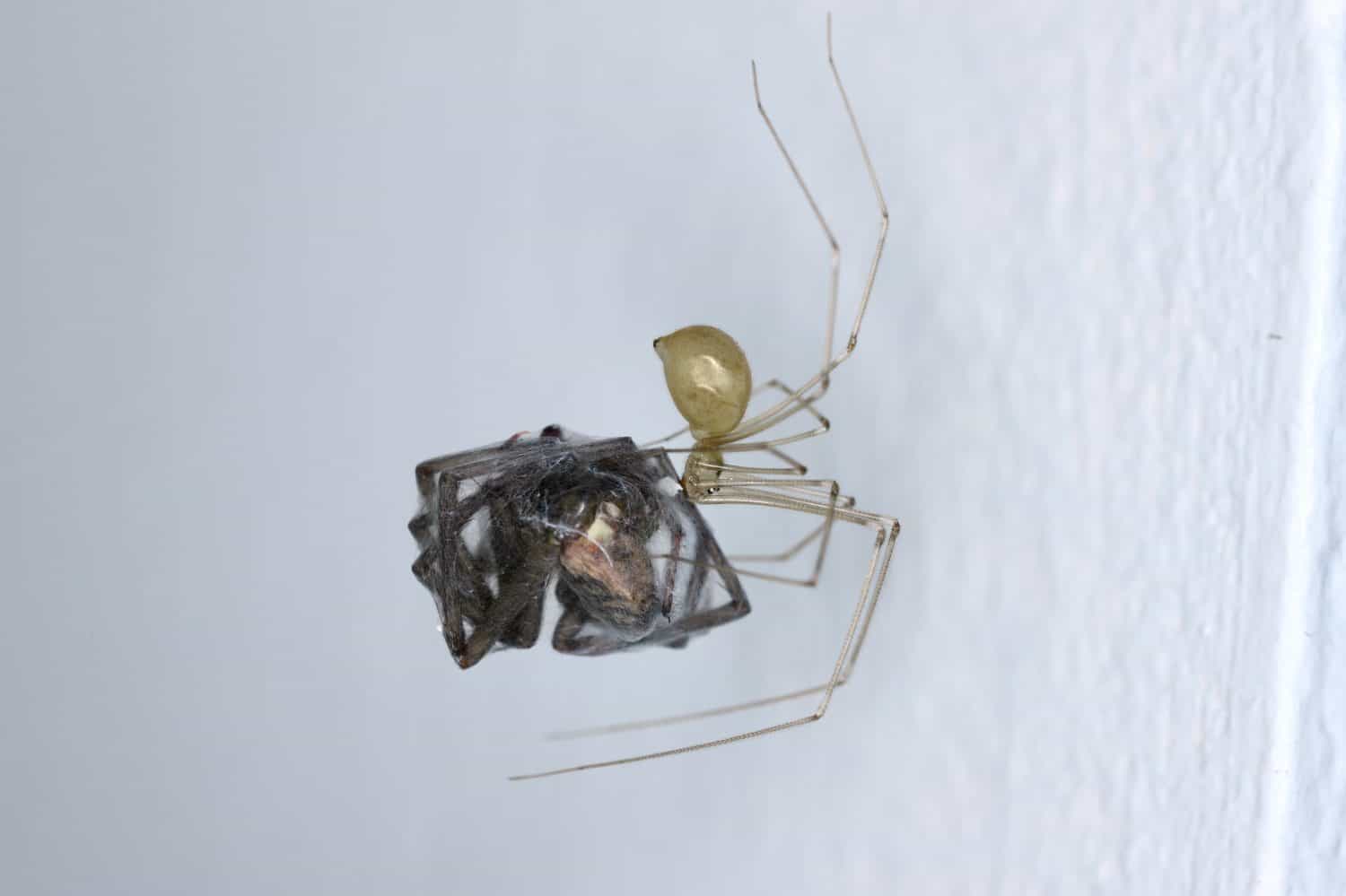 Pholcus phalangioides, commonly known as daddy long-legs, or long-bodied cellar spider at home. With a hunted other - jumping spider or the Salticidae. It's a common house spider.