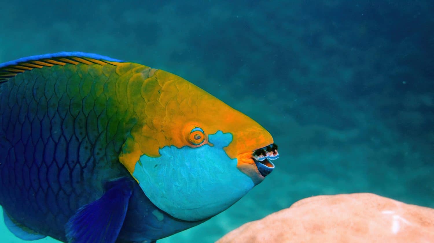 Underwater photo of blue Queen parrotfish swimming among coral reef. Large and adult male Scarus vetula fish on Koh Tao island, Gulf of Thailand. Snorkeling or diving. enjoy underwater wildlife.