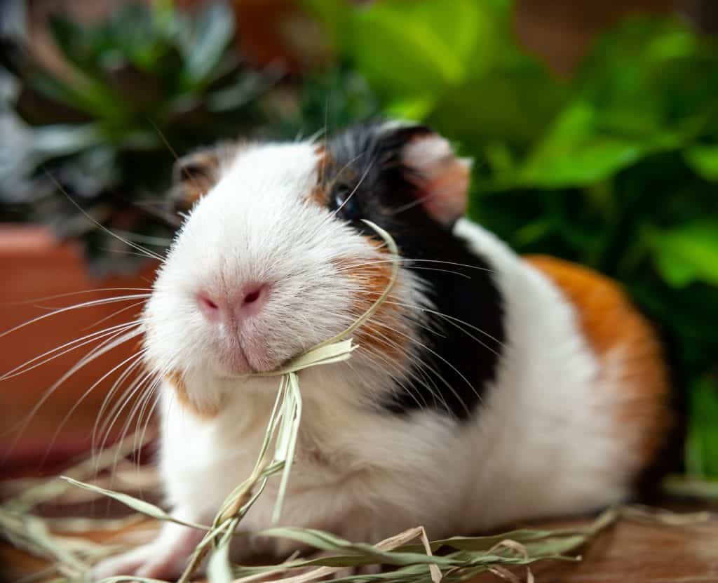 cute guinea pig eating hay