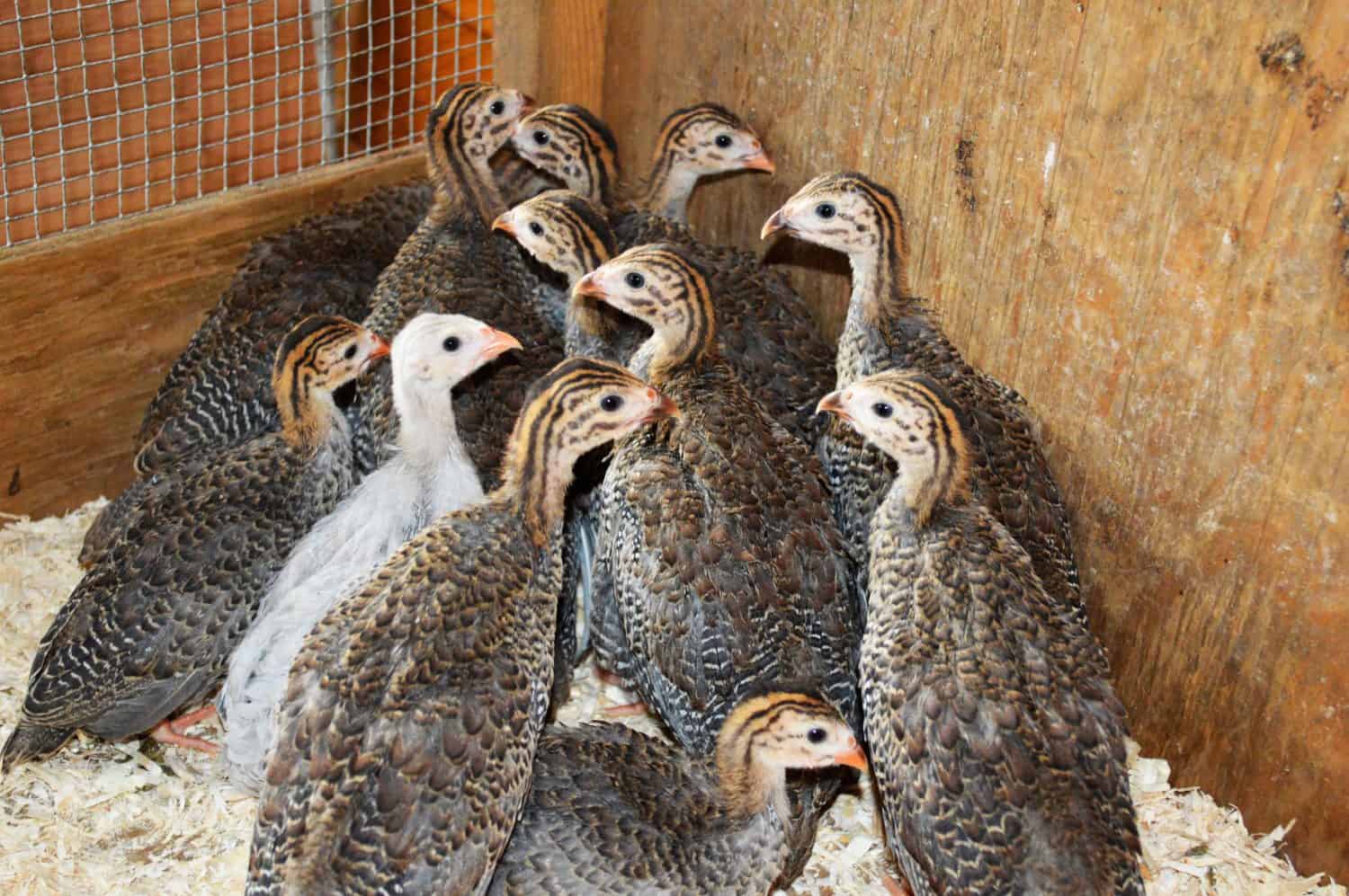 Young guinea fowls in a cage on a hobby farm in Ontario, Canada.