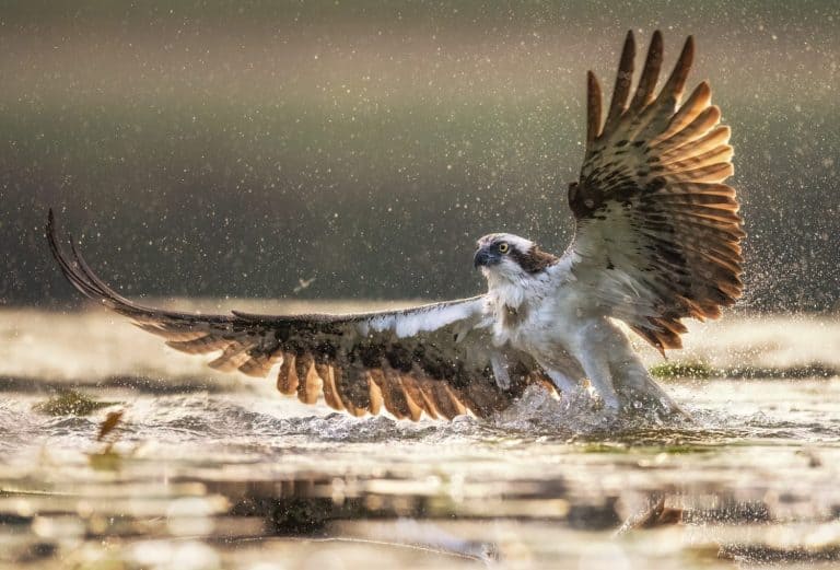 Osprey bird hunting on the lake