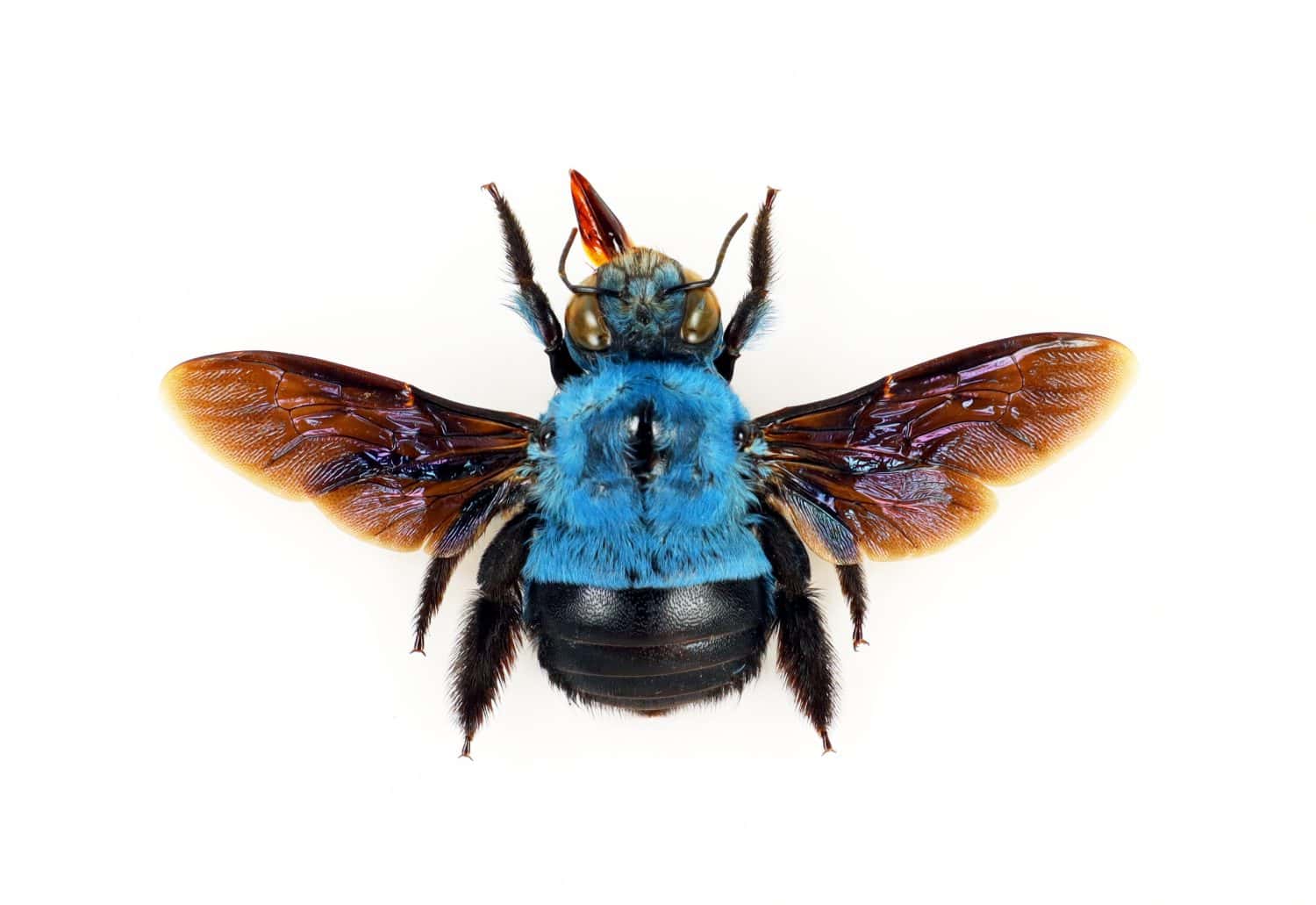 Blue bumblebee isolated on white. Xylocopa caerulea macro close up, collection insects, hymenoptera, entomology