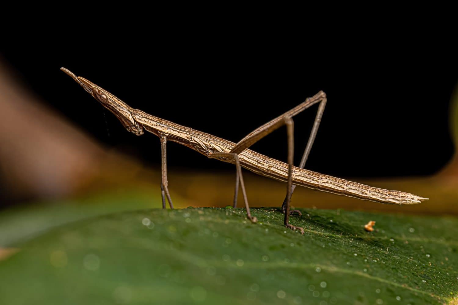 Neotropical Stick Grasshopper of the Family Proscopiidae