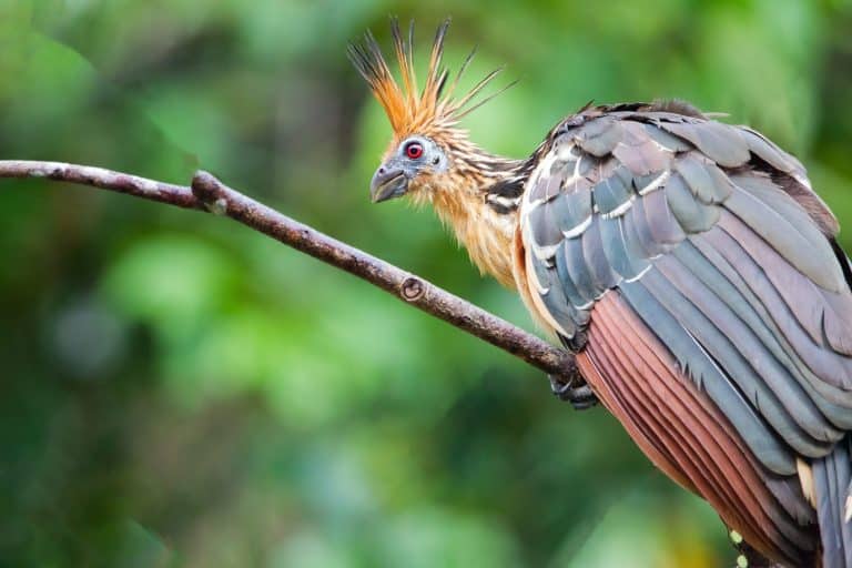 A Hoatzins (Stinky Turkey, Opisthocomus hoazin), Ecuador in a jungle, Amazon Area