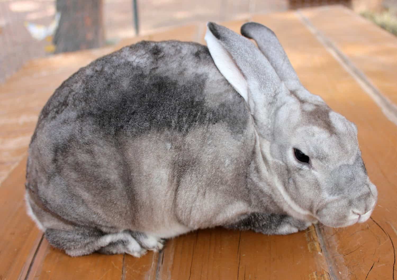 Chinchilla Rex Rabbit On Wood