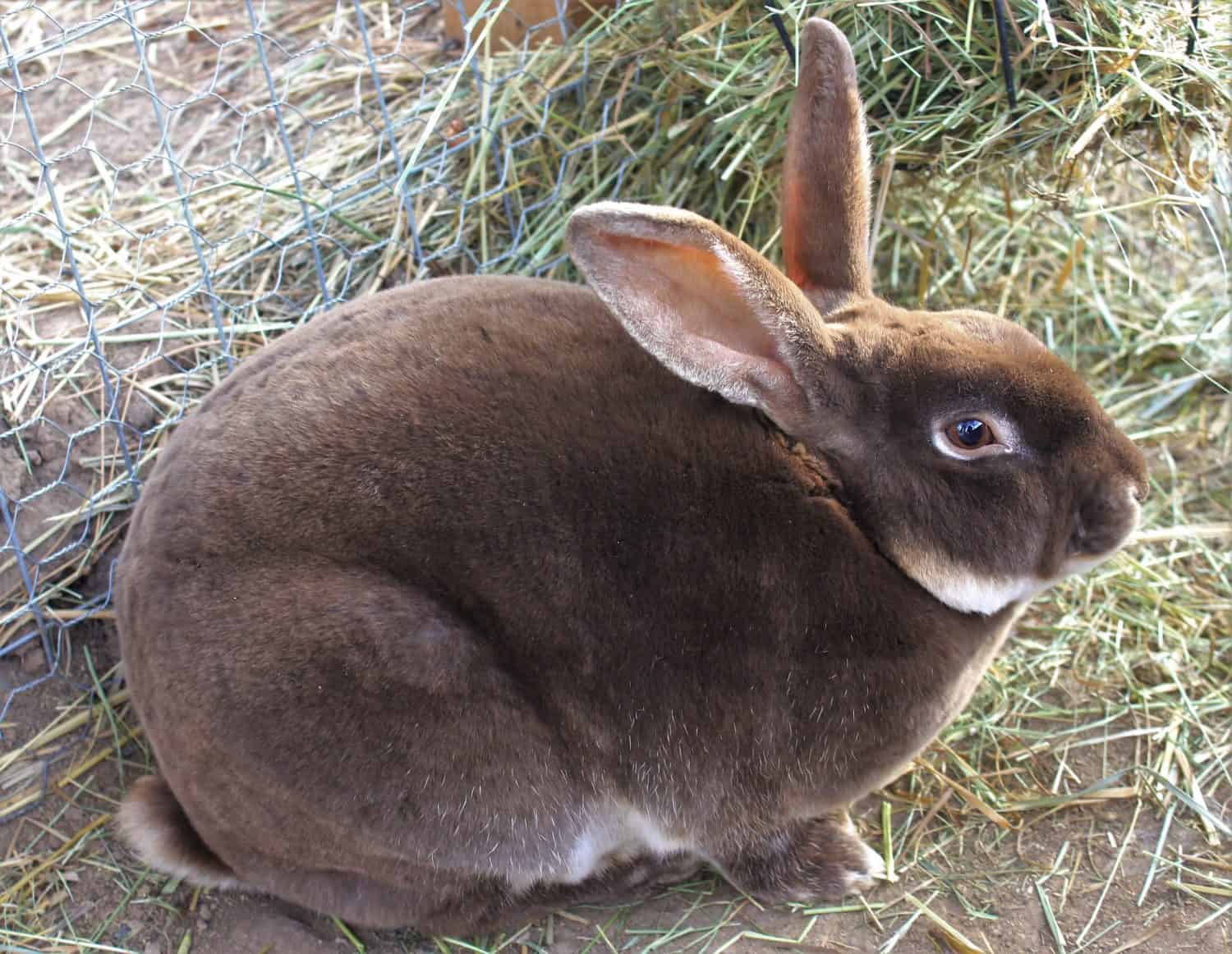 Chocolate Rex Rabbit On Ground