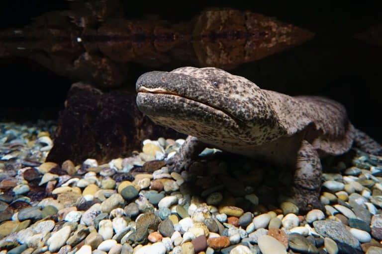 A closeup of a Japanese giant salamander on the stones under the water