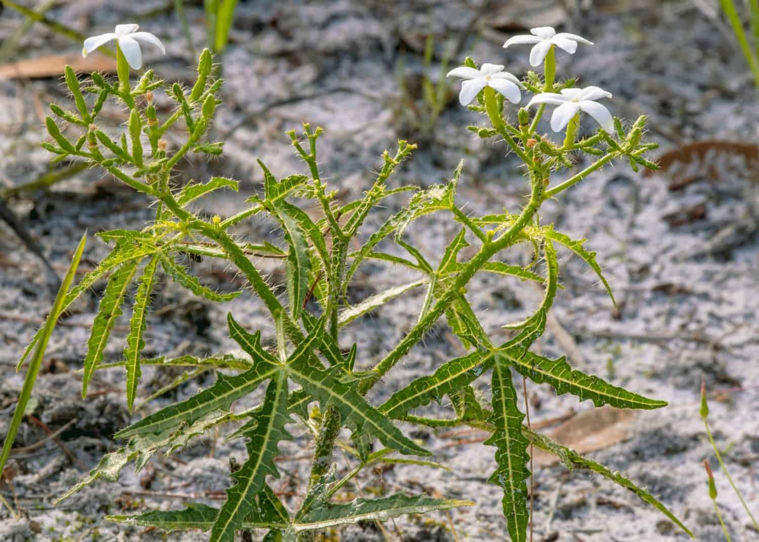 Tread-softly, Cnidoscolus stimulosus, with white flowers and deeply lobed leaves. The plant is covered with stinging hairs that can sting and cause a rash if touched.