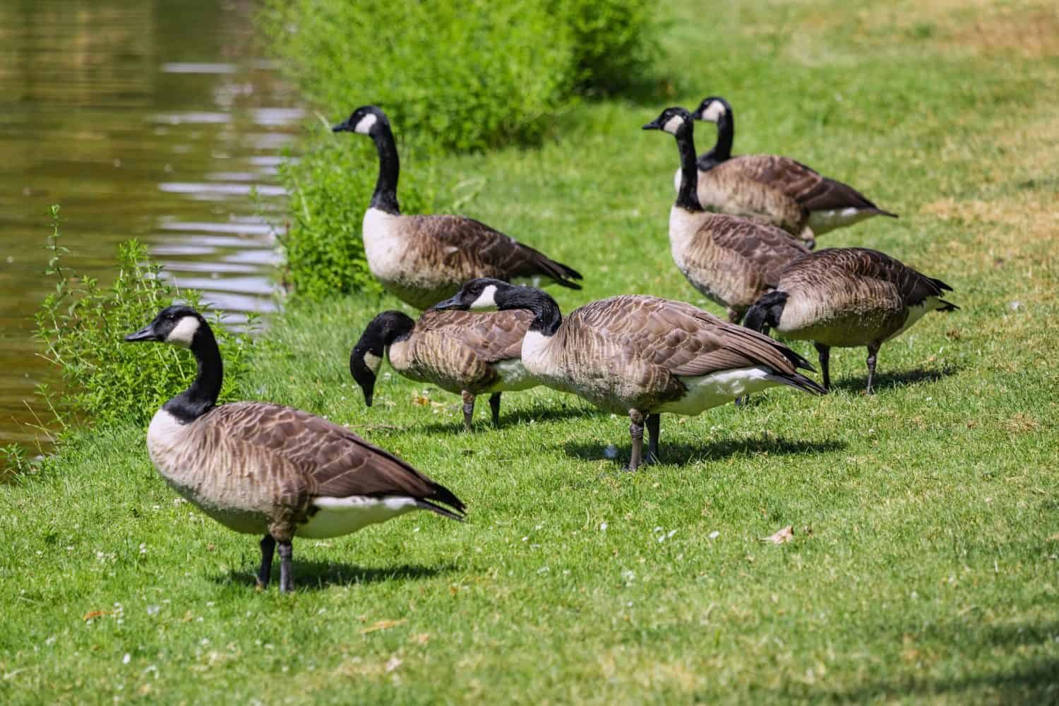 a flock of Canadian geese grazing on the grass in the park