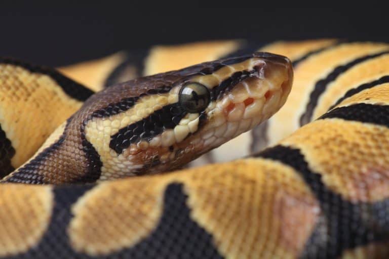 A close-up of a Ball Python