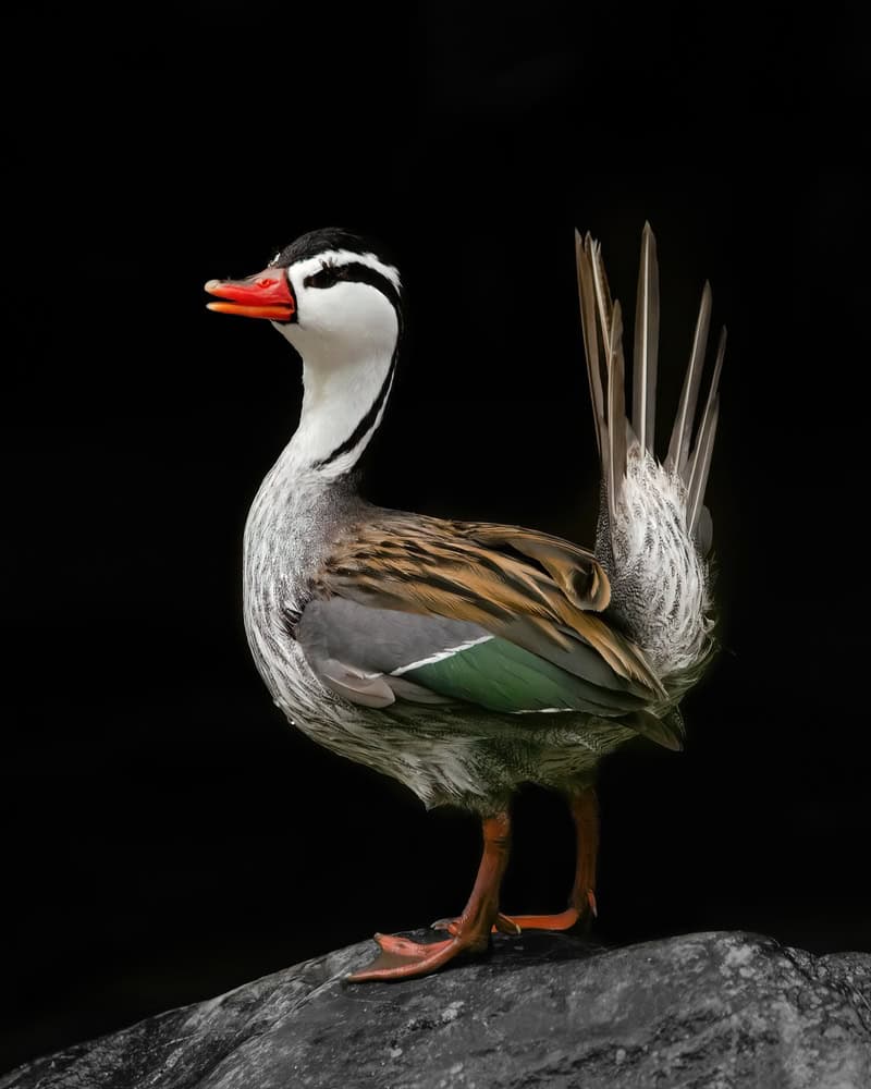 Artistic portrait of a male Torrent Duck in a river in the Andes in Colombia
