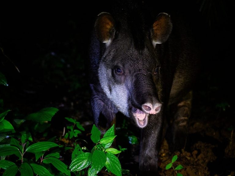 South American Tapir portrait at night